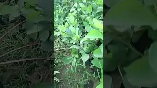 amrud ka ped guava plant