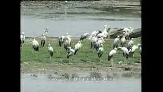 Asian Openbill Stork (Anastomus oscitans)