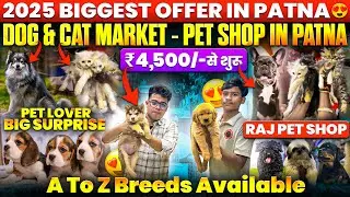 Best Quality Dogs And Cats Market In Patna 🔥 | German Shepherd, Labrador, Doberman, Persian & More