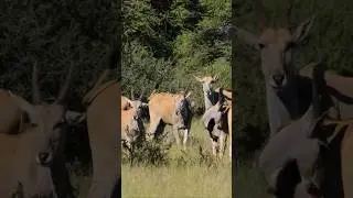 Eland Antelope Sounds 🧡 (Eland Antelope in the African Savanna)