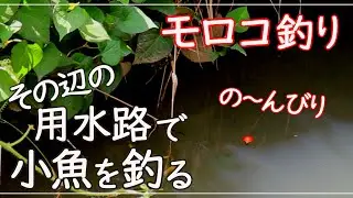 【小物釣り】女ひとりでモロコ釣り / micro fishing