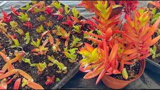 Succulent Propagation! Crassula capitella - Episode 194