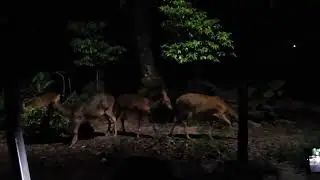 Mandai Wildlife Reserve萬態野生動物園 Night Safari 夜間動物園