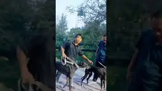 Charitable activities to create dog miracles 9