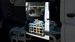 #cat #catintelligence #catvideo #shortfeed