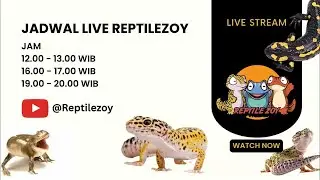 21.01.2026 🔴 REPTILEZOY | JUAL LEOPARD GECKO & AMPHIBI 🔥