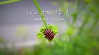 Relaxing Nature | Wildflowers, Apple Trees & Honey Bee in HD
