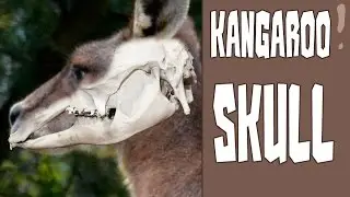 Eastern Grey Kangaroo skull