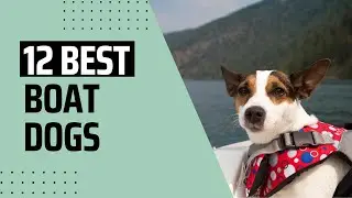 12 Best Boat Dogs