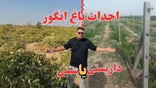 احداث باغ انگور سنتی یا داربستی؟بررسی کامل هزینه ها و مزایا.