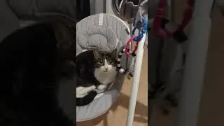 Ted the cat loves the baby rocker