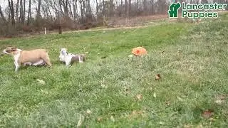 Lovable Boston Terrier Puppies
