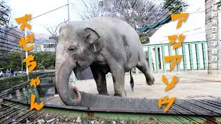 アジアゾウのズゼちゃん【神戸市立王子動物園】Asian elephant