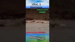 леопард против крокодила или ягуар, leopard vs crocodile or jaguar