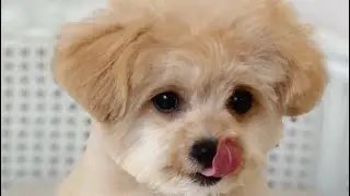 When it's hot? Kwon Eunbi VLIVE with her dog Geumbi