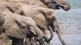 Mvuu Lodge Lower Zambezi