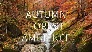Autumn forest stream ambience | Waterflow sounds | Water stream sounds | ASMR Sleep Relax | 12 hours