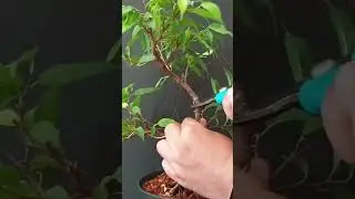 Big prune on ficus benjamina bonsai! #ficusbonsai #ficusbenjamina #pruningbonsai #shorts