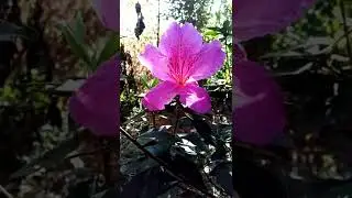 2/22/22: Xenarc RT 71 macro lilac pink azalea true color
