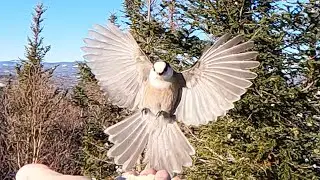 Hand Feeding 🐦🐦 Gray/Canada Jays - Eustis 🏔 Maine🌲 (🎵 