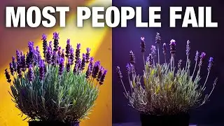 Stop Killing Lavender Indoors &ndash; The Exact Setup That Makes It Thrive Year-Round