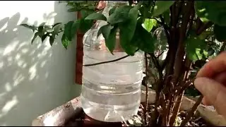 Gotejador para plantas com garrafa PET (Dripper for plants with plastic bottles - DIY) Parte 1
