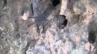 Chilobrachys sp. Sai Yok in nature