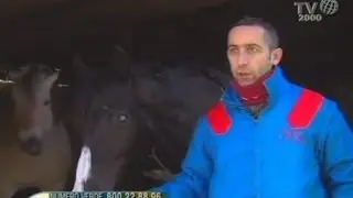 Correre e vincere nonostante tutto. La storia incredibile di Laghat, purosangue inglese.
