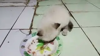Anak Kucing Ini Benar Benar Kelaparan 