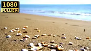 Beach Shells | 1080p | Free Download - No Copyright