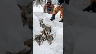 Amazing Winter Rescue That Will Make Your Heart Melt!