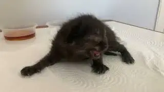 Yavru Kedi Sesi - miyav miyav