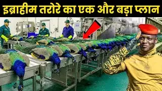 Peacock Farming Secrets | Ibrahim Traore&rsquo;s Success Story & Huge Profit