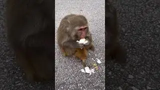 The journey of rescuing and taking care of the monkey #animals #monkey #nature