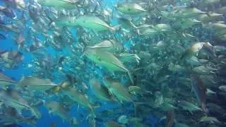 Rach and Jims Mataking Dive Video