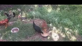 Baby chicks #viralvideo #hasnain Murree H.D