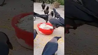 #crowsounds #crow #shorts #reels #shortvideo #pets #trending #funny #birds