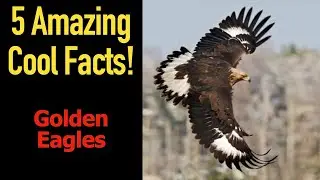 5 Fascinating Facts About Golden Eagles