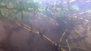 July 2023 Underwater footage of Hydrilla in the Connecticut River