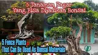 5 Tanaman Pagar Yang Bisa Di Jadikan Bonsai / 5 Fence Plants That Can Be Used As Bonsai Materials