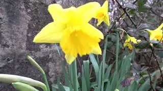 A Day In The Life Of A Celtic Spring In Ireland