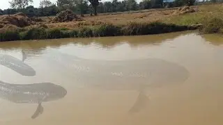 123NetFishing - Weird Net Fishing Trap At Battambang -  Children Catch Big Frog, Fish On River