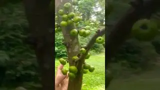 🫐🍅🍑Wild Fruit 🍄&zwj;🟫| Fig Fruit #mountainbablu #forestnaturesounds #wildfruits #figs #nature