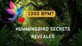 Hummingbird Heartbeats, Ostrich Eyes, and Unihemispheric Sleep: Unraveling Bird Mysteries