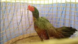 gladiator roosters  ready for challenge