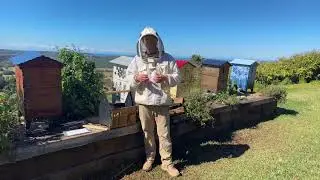 Formic Pro / MAQS for Varroa - Livestream Q&A