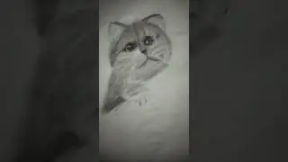 a sketch of a realistic cat #suga #kittie