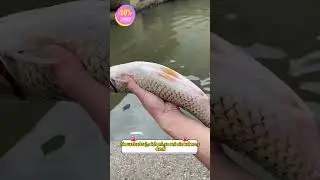 🐟🍲N&oacute;ż do sk&oacute;rowania i patroszenia ryb
