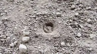 Antlion larva digging a pit