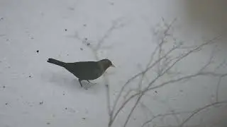 Blackbird (Turdus merula) slow motion